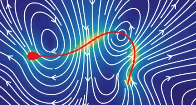 Espermatozoides: La clave está en el ritmo.