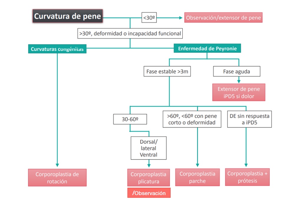 Curvaturas de pene. Enfermedad de la Peyronie